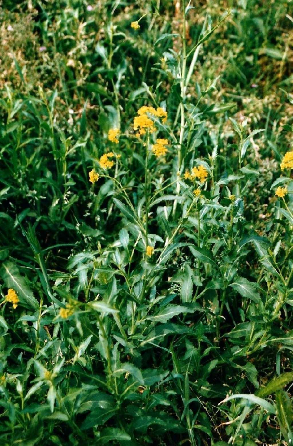 Fiore giallo a quattro petali - Isatis tinctoria